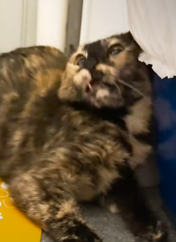 Protective Mama Cat Scared Of Humans Falls In Love With Her Foster Mom’s C_part2