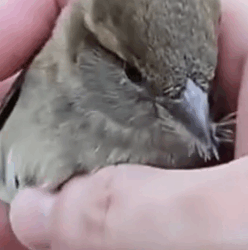 Part2.Animals Rescue #dogrescue #rescuedog #dogsofttiktok #foryoupage #foryou #dogs