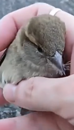 Part2.Animals Rescue #dogrescue #rescuedog #dogsofttiktok #foryoupage #foryou #dogs