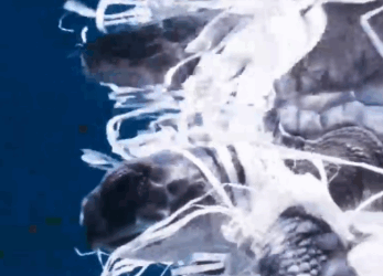 Diver Saves A Tiny Turtle Stuck In Plastic In The Ocean_part2