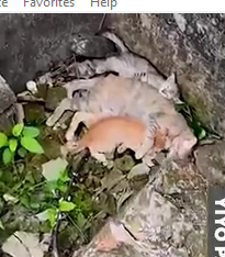 Part2 Animals Rescue #dogrescue #rescuedog #dogsofttiktok #foryoupage #foryou #dogs