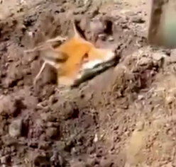 Buried Beneath the Earth, a Fox Finds Freedom and an Unlikely Friend 🦊_part2