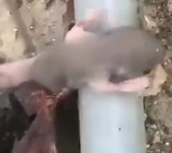 Brother had a wonder heart to save this baby squirrel_part2