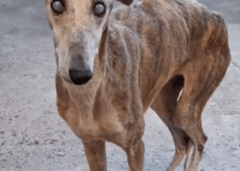 Part2 Animals Rescue #dogrescue #rescuedog #dogsofttiktok #foryoupage #foryou #dogs