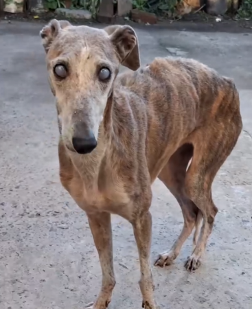 Part2 Animals Rescue #dogrescue #rescuedog #dogsofttiktok #foryoupage #foryou #dogs