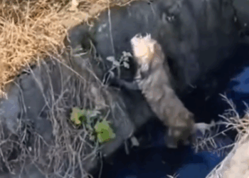 Part2 Animals Rescue #dogrescue #rescuedog #dogsofttiktok #foryoupage #foryou #dogs