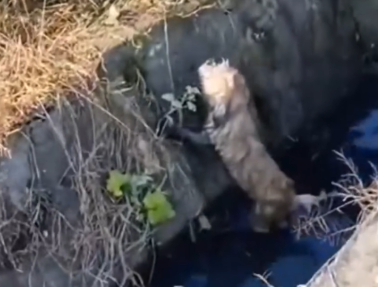 Part2 Animals Rescue #dogrescue #rescuedog #dogsofttiktok #foryoupage #foryou #dogs