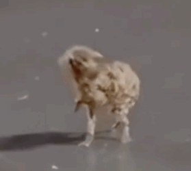 Man rescues poor orphaned puppy from rainstorm and then …. #rescue #save #dog_part2