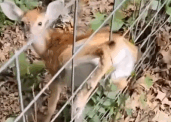 Rescue a deer trapped in the iron net_part2