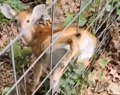 Rescue a deer trapped in the iron net_part2