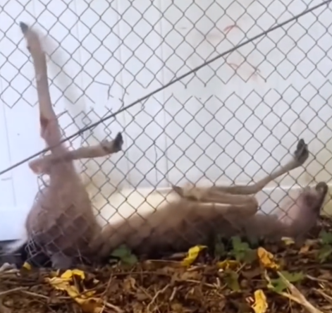 Rescue a deer stuck in a fence and then._part2