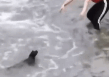 Part2 Animals Rescue #dogrescue #rescuedog #dogsofttiktok #foryoupage #foryou #dogs