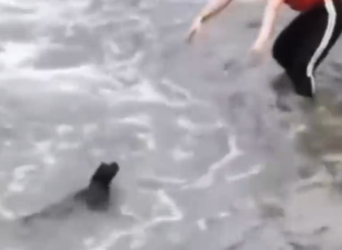 Part2 Animals Rescue #dogrescue #rescuedog #dogsofttiktok #foryoupage #foryou #dogs