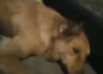 Part2 Animals Rescue #dogrescue #rescuedog #dogsofttiktok #foryoupage #foryou #dogs