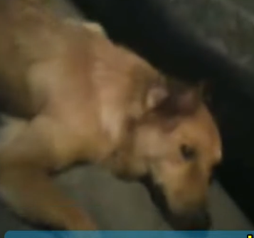 Part2 Animals Rescue #dogrescue #rescuedog #dogsofttiktok #foryoupage #foryou #dogs