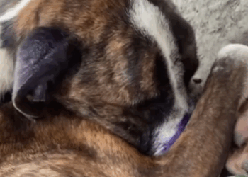 Part2 Animals Rescue #dogrescue #rescuedog #dogsofttiktok #foryoupage #foryou #dogs