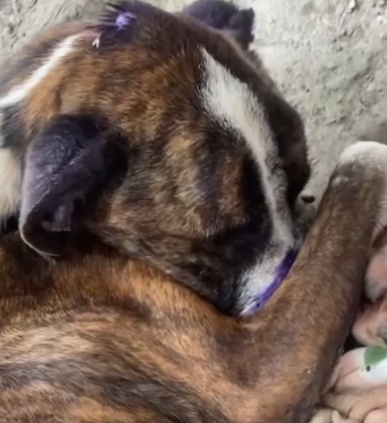 Part2 Animals Rescue #dogrescue #rescuedog #dogsofttiktok #foryoupage #foryou #dogs