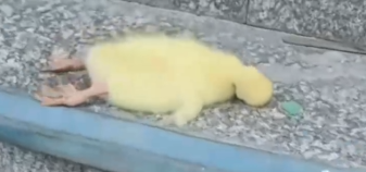 Innocent Being Was Minutes From Death_part2