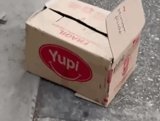 Part2 Animals Rescue #dogrescue #rescuedog #dogsofttiktok #foryoupage #foryou #dogs