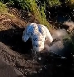 Man Rescues a poor snowy owl caught in a trap 🥰_part2