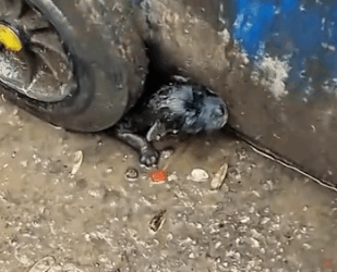 I found a stray dog beside the trash can in the rain.It’s so pitiful.I decided to take it home,_part2