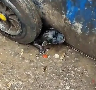 I found a stray dog beside the trash can in the rain.It’s so pitiful.I decided to take it home,_part2