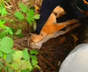 parte 498 rescue of a small abandoned disabled dog❤️ #heroes #rescue #puppydisabled #puppyhelp_part2