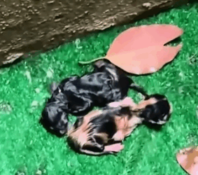 Stray Mom Cat’s Roadside Miracle Birth animals #rescue #pets #cat #kitten_part2