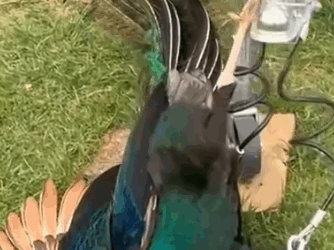 Rescue a peacock that is stuck and then #rescue #animals #fyp #animal_part2
