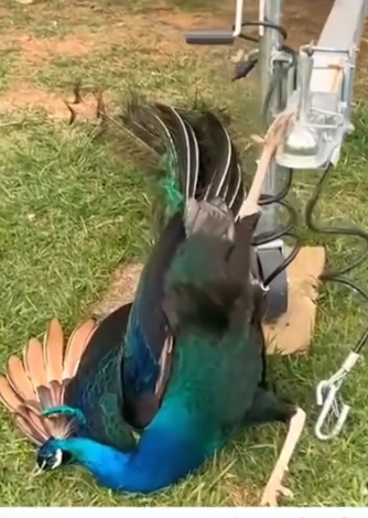 Rescue a peacock that is stuck and then #rescue #animals #fyp #animal_part2