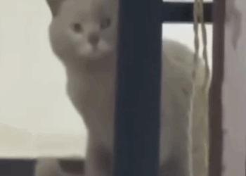 I Fed a Stray Cat Once… And He Never Left 😻_part2