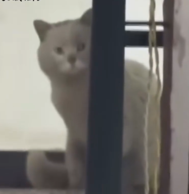 I Fed a Stray Cat Once… And He Never Left 😻_part2