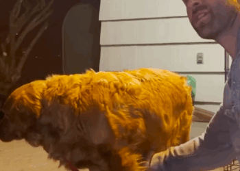 Puppy Mill Dog Learns What It Means To Join The Pack_part2