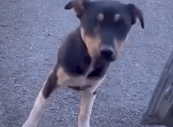 Kind man picks up abandoned puppy_part2