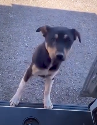 Kind man picks up abandoned puppy_part2