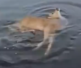 Rescue a deer #rescue #rescueanimals #animals #animalsoftiktok #fyp #deer_part2