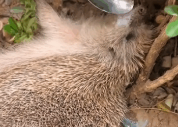 Rescue hedgehog #animals #animalrescue #rescue #animalsoftiktok #fyp #usa #Foryou #Friendship_part2