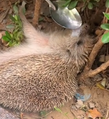 Rescue hedgehog #animals #animalrescue #rescue #animalsoftiktok #fyp #usa #Foryou #Friendship_part2