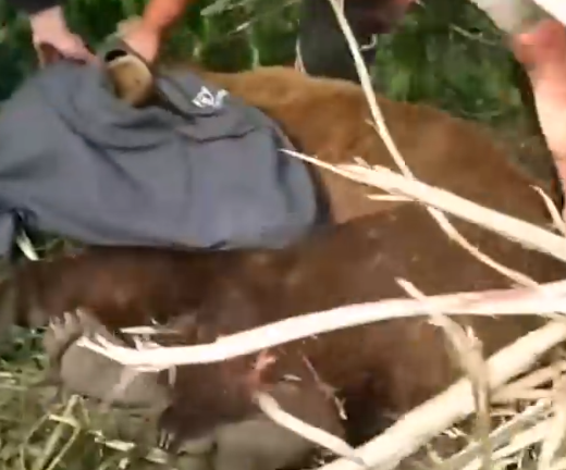 Rescuing an unconscious bear near the woods 🐻🤲🌲_part2