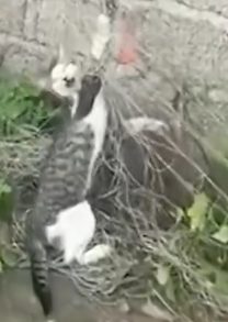 Man Rescues Cat Caught in Net_part2