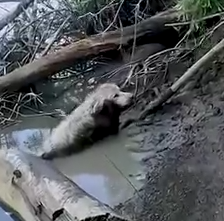 Part2 Animals Rescue #dogrescue #rescuedog #dogsofttiktok #foryoupage #foryou #dogs