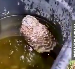 Fallen but Not Forgotten Owl Rescued by Kindhearted Girl 🦉❤️_part2