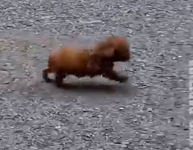 From Rescue To Recovery A Puppy’s Journey_part2