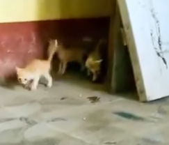 Cats Family Founded In Abondoned House_part2