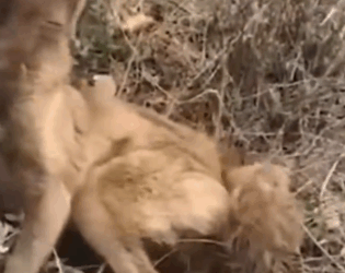 Rescue a dog in very critical condition_part2