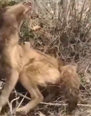 Rescue a dog in very critical condition_part2