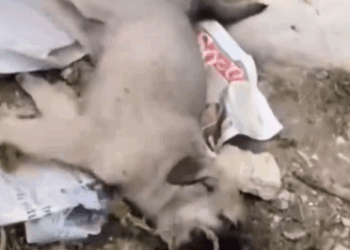 Rescue a disable puppy on the street_part2