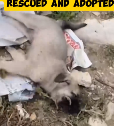 Rescue a disable puppy on the street_part2