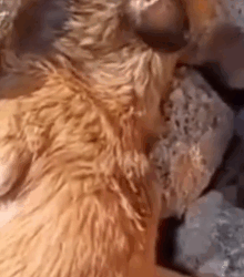 parte 499 rescue dog❤️ #dog#rescue#puppy#animals #fyp#foryou#viraltiktok @tanamargareta_part2