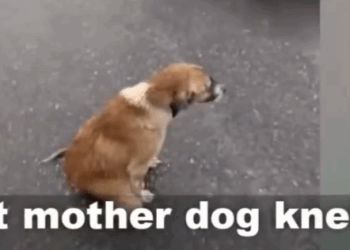 Part2 Animals Rescue #dogrescue #rescuedog #dogsofttiktok #foryoupage #foryou #dogs